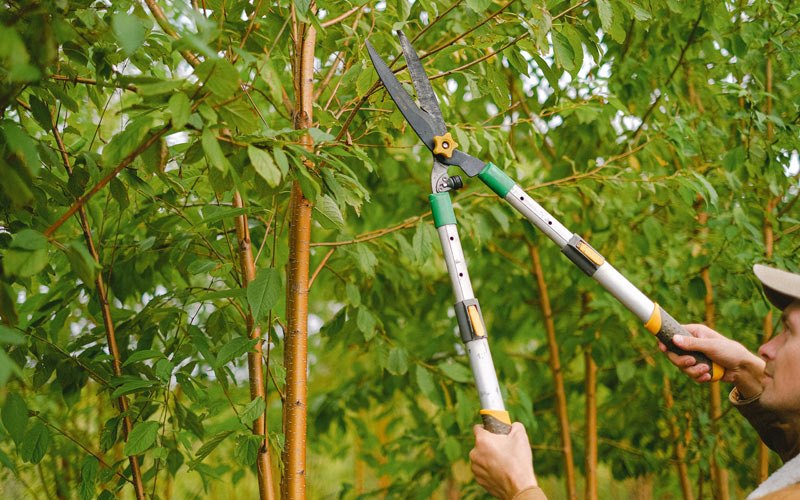 Tree trimming in Dalton, WI